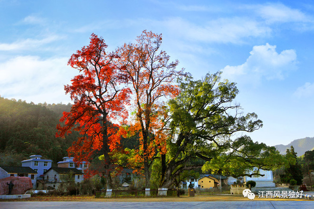 朱虹、龍溪虎：紅色永新