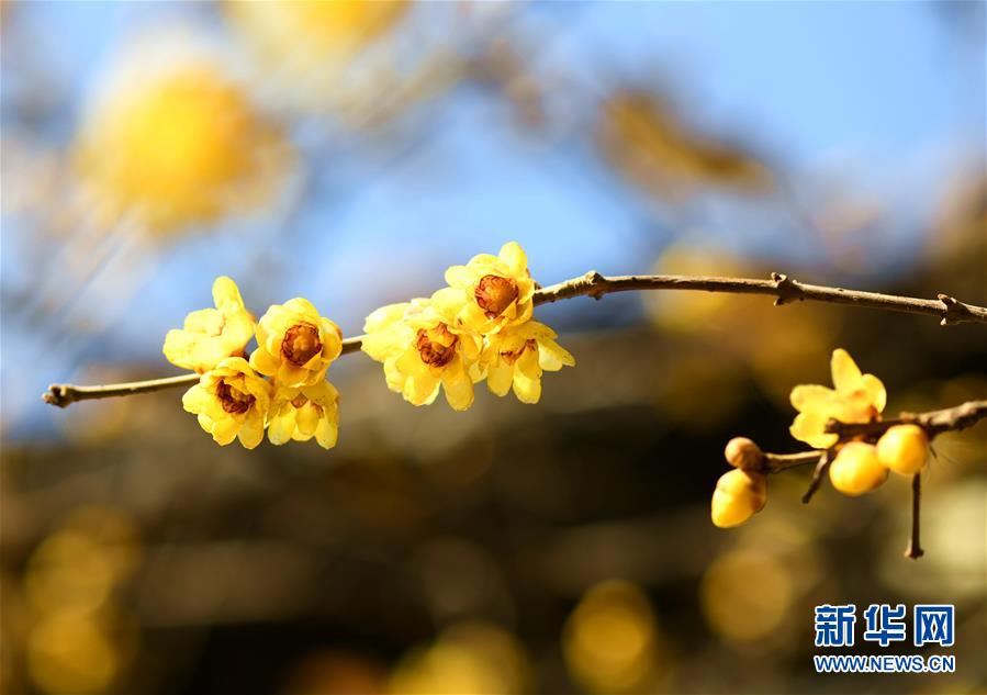 石家莊鹿泉區：臘月梅香