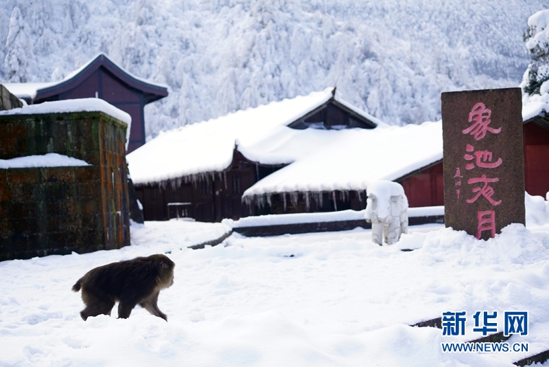 峨眉半山洗象池：雲擁半嶺雪 猴戲廟宇間