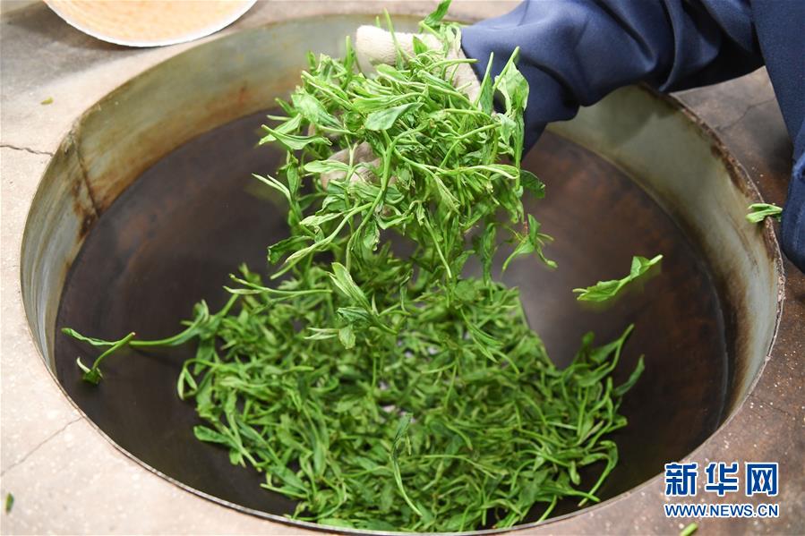 安徽黃山：綠水青山茶飄香