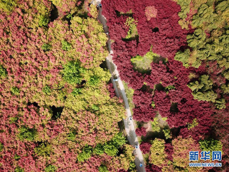 浙江湖州：楓林新葉吐紅