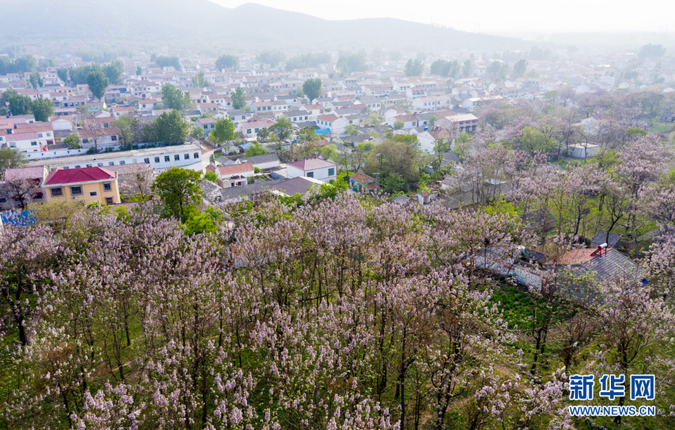 安徽：梧桐花開 富美鄉村