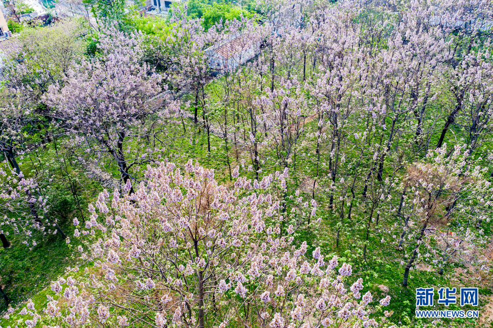 安徽：梧桐花開 富美鄉村