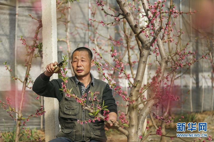 桃花灼灼 探冬日大棚裏的“春光”