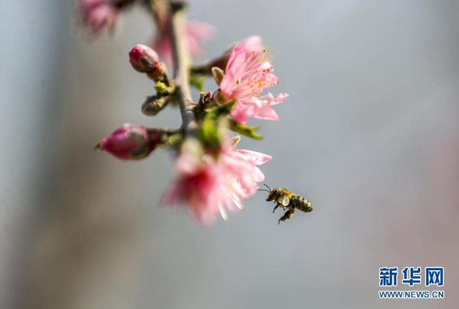 桃花灼灼 探冬日大棚裏的“春光”