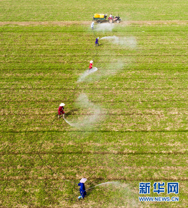 人勤春來早 小麥田管忙