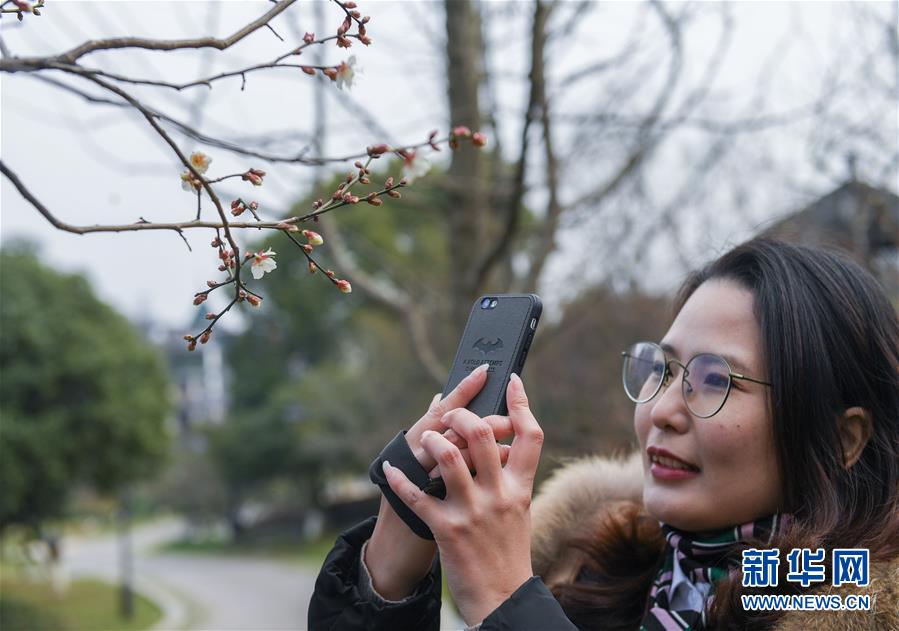 浙江杭州：寒梅淩冬次第開