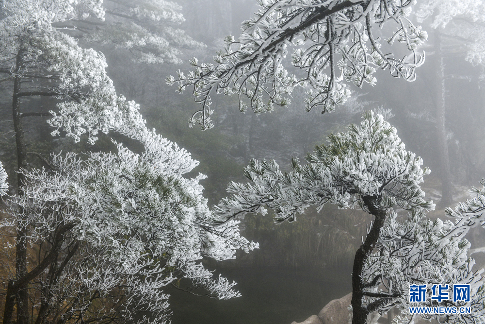 黃山霧凇：玉樹瓊花滿目春