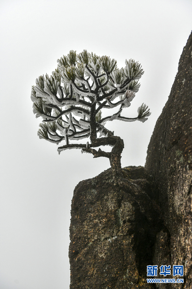 黃山霧凇：玉樹瓊花滿目春