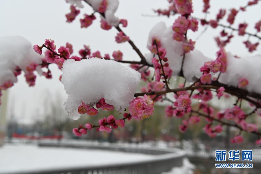 雪潤春日_fororder_1127141084_16142983899901n