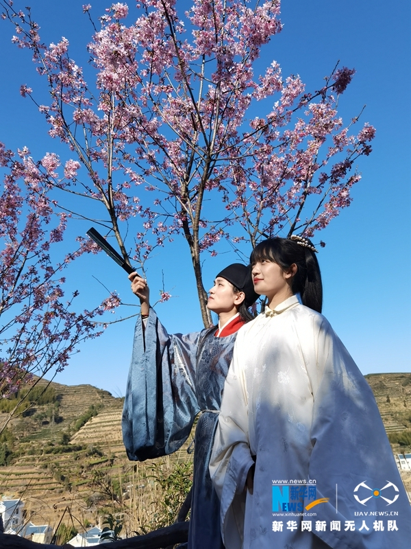 廈門同安：人面櫻花相映紅