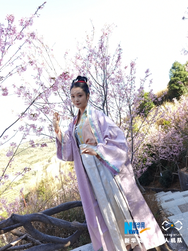 廈門同安：人面櫻花相映紅