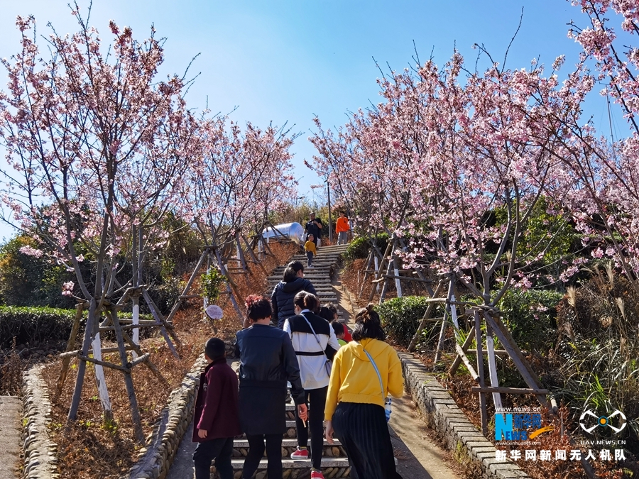廈門同安：人面櫻花相映紅