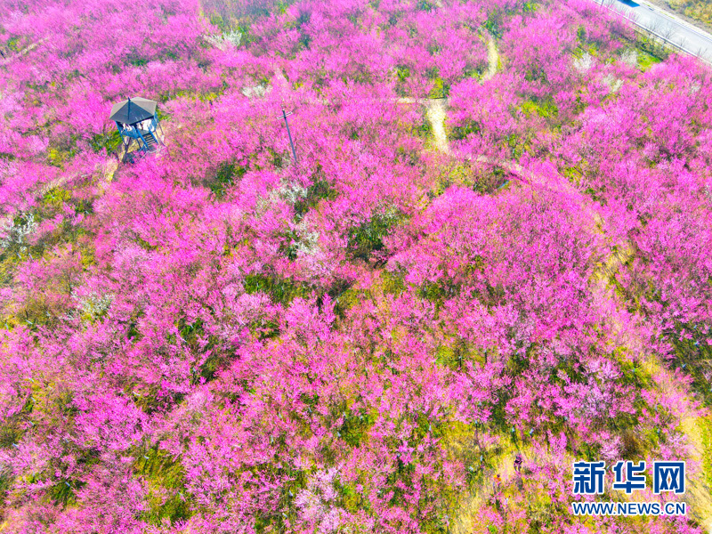 梅花綻放喜迎春