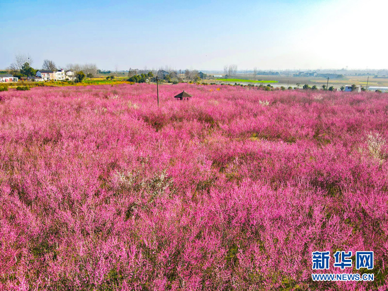 梅花綻放喜迎春