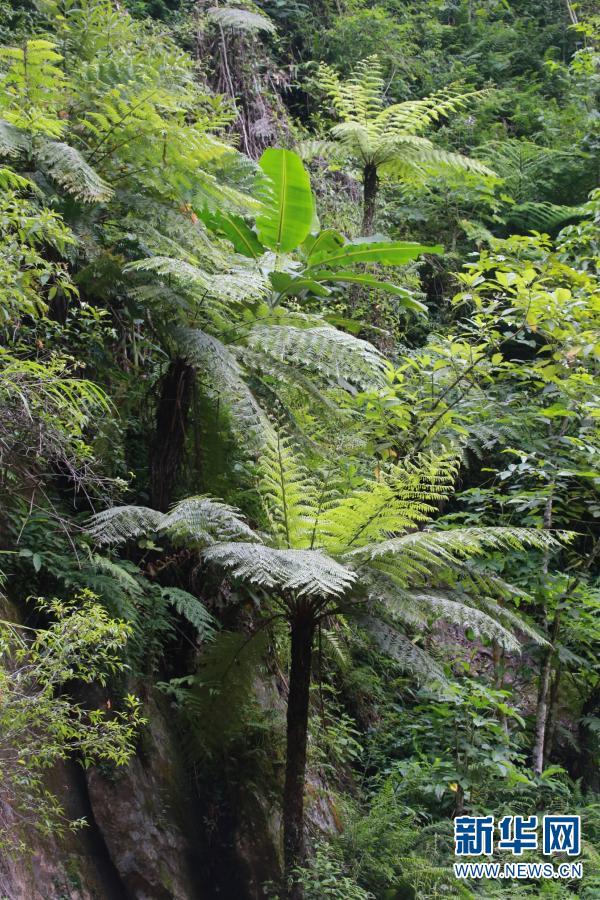 雲南怒江州境內國家重點保護野生動植物保護率達到100%