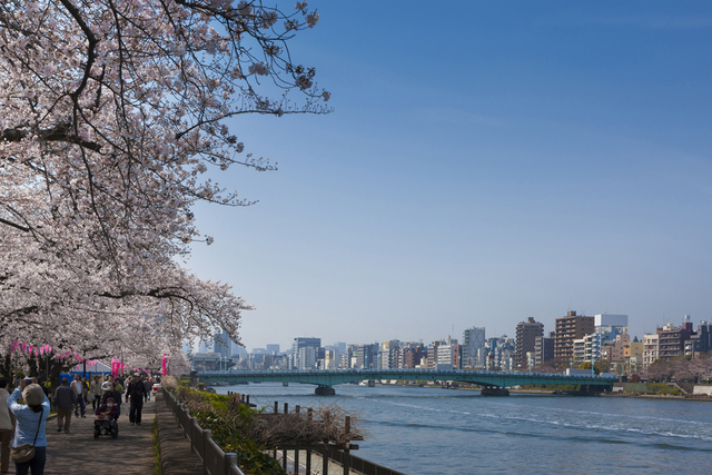 東京賞櫻景點推薦_fororder_541