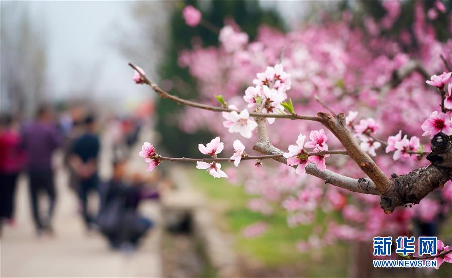 西安：桃花灼灼鬥春芳
