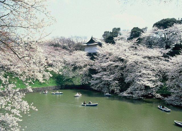 東京賞櫻景點推薦_fororder_268