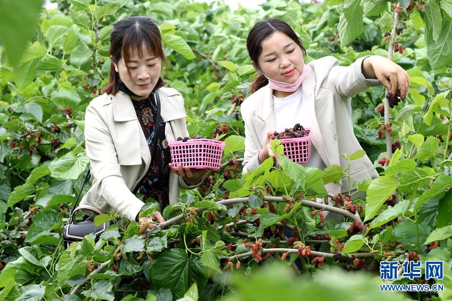 河南光山：桑葚飄香迎客來