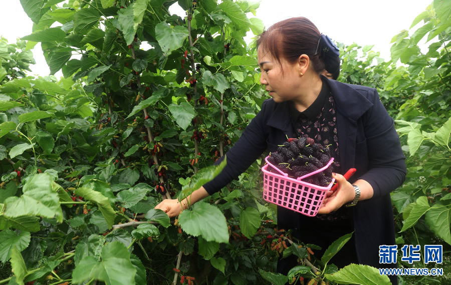 河南光山：桑葚飄香迎客來