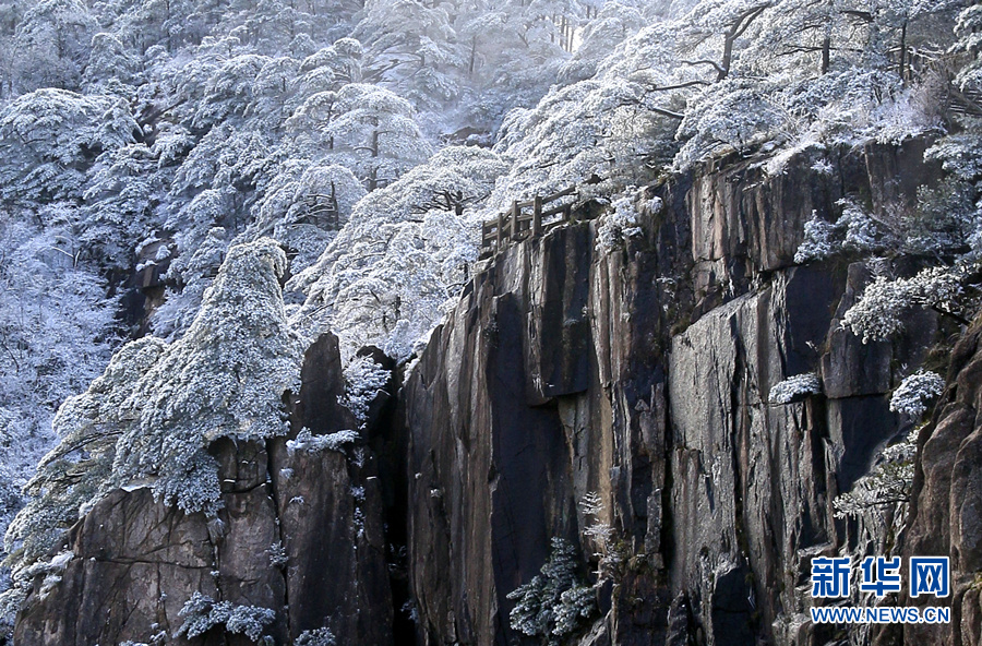 黃山迎來“桃花雪” 雪凇雲海別樣美