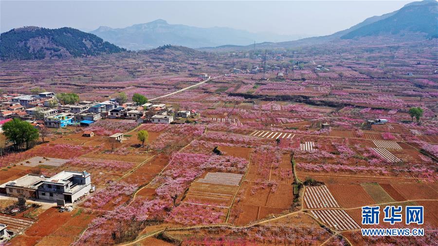 濟南：萬畝桃花笑春風