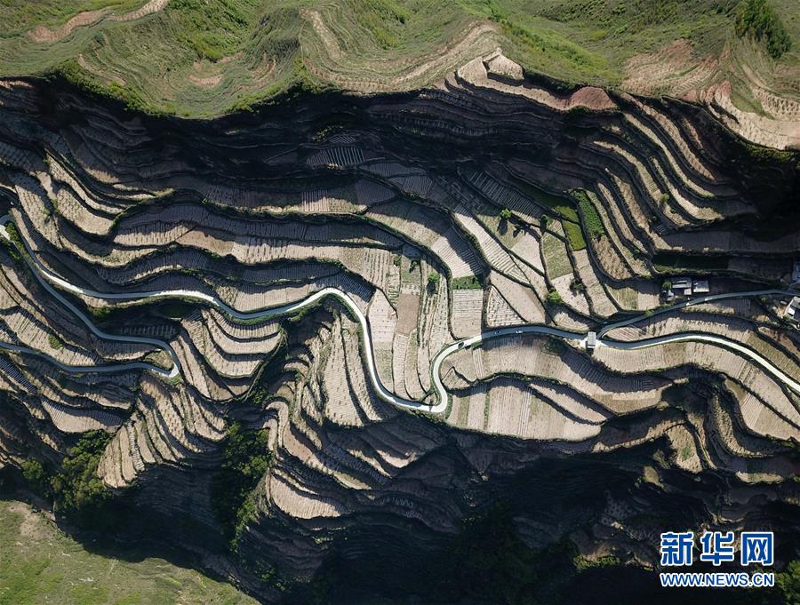 甘肅隴南：套種辣椒提高效益
