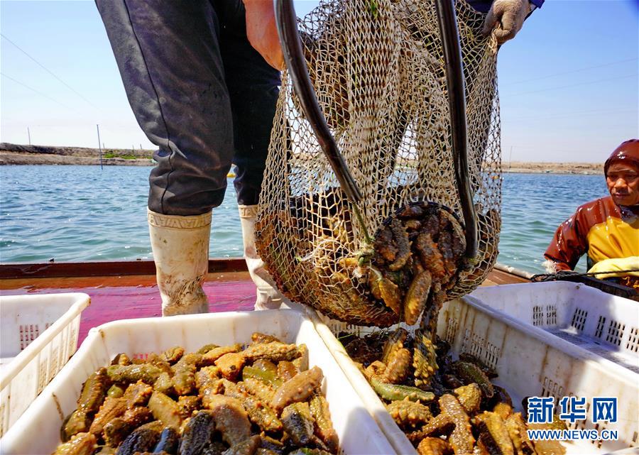 河北唐山：海産養殖促增收