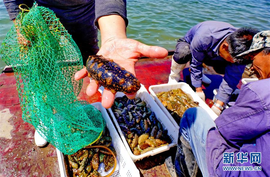 河北唐山：海産養殖促增收