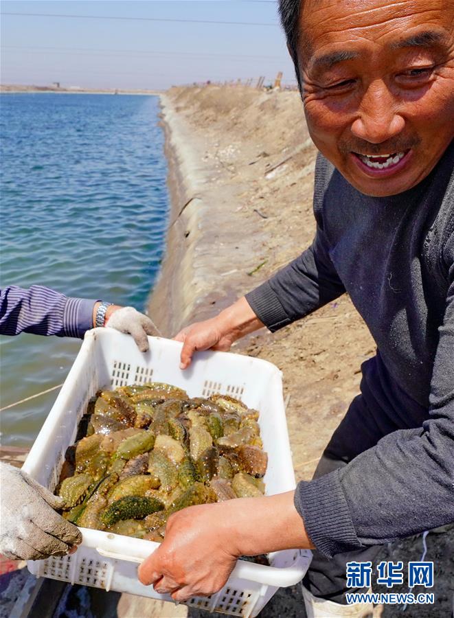 河北唐山：海産養殖促增收