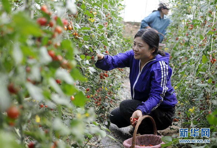 河北巨鹿：特色種植促農增收