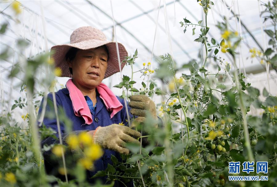 河北巨鹿：特色種植促農增收