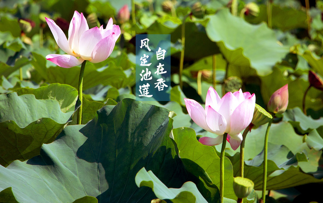 常熟高新區：遇見“暑”不盡的詩意美景