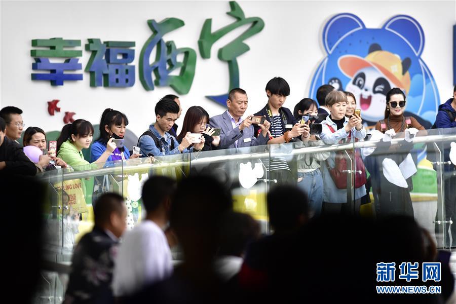高原西寧首家熊貓館對外開放