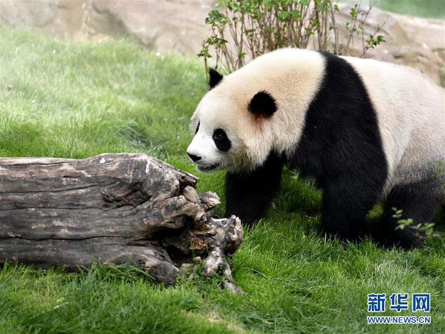 高原西寧首家熊貓館對外開放