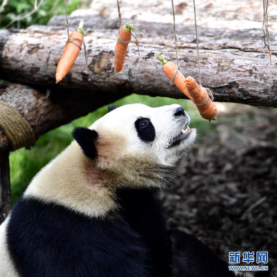 高原西寧首家熊貓館對外開放
