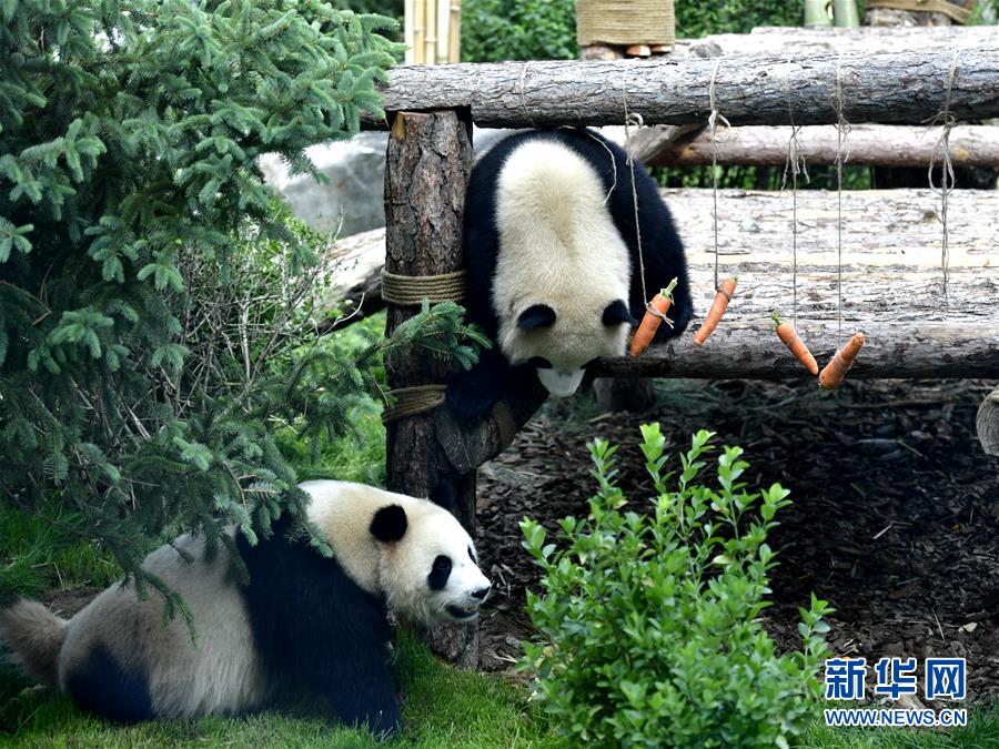高原西寧首家熊貓館對外開放