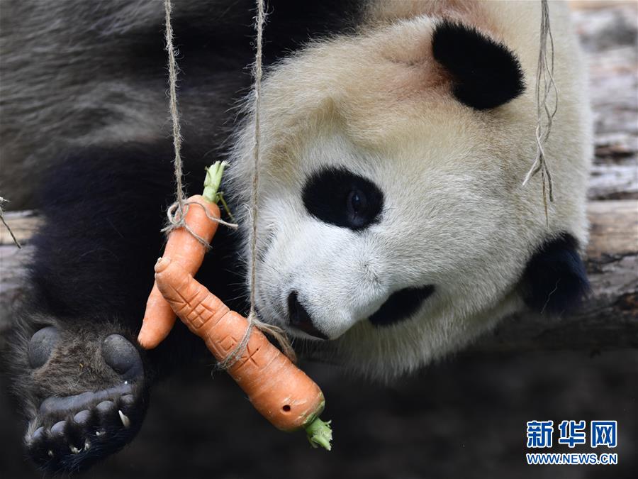 高原西寧首家熊貓館對外開放