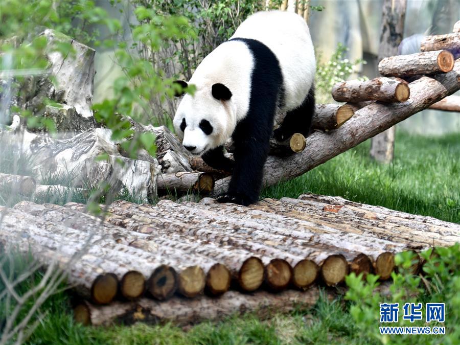 高原西寧首家熊貓館對外開放