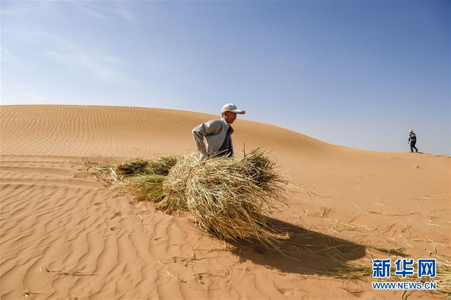 寧夏中衛：草方格扎出的沙漠綠意
