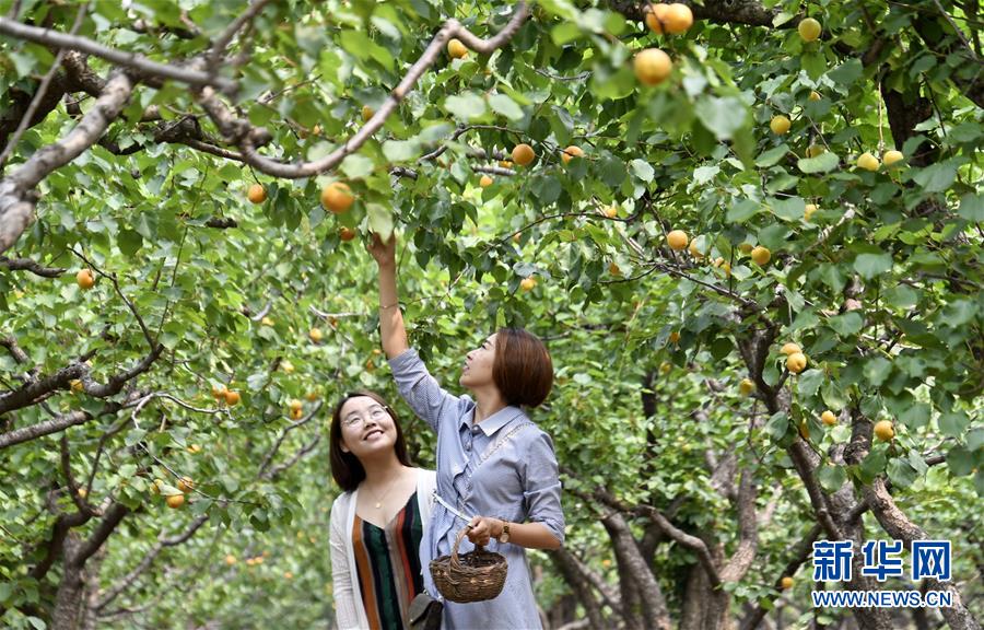 北京平谷：燕山深處紅杏香甜