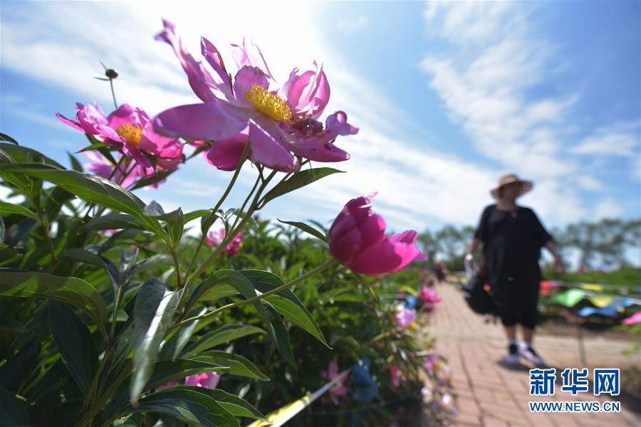 黑龍江牡丹江：芍藥芬芳引遊人