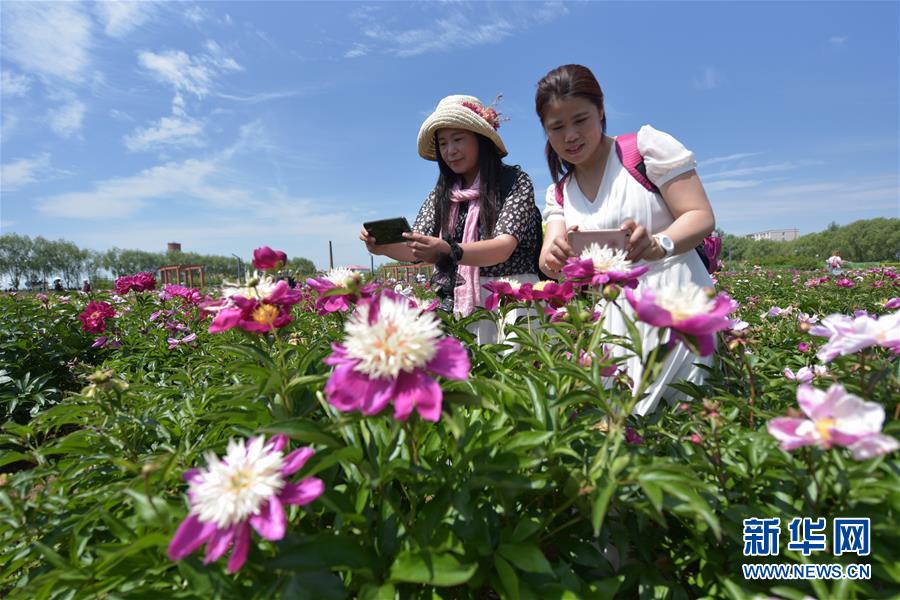 黑龍江牡丹江：芍藥芬芳引遊人