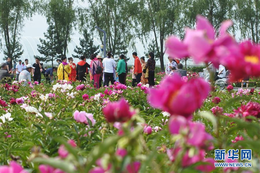 黑龍江牡丹江：芍藥芬芳引遊人