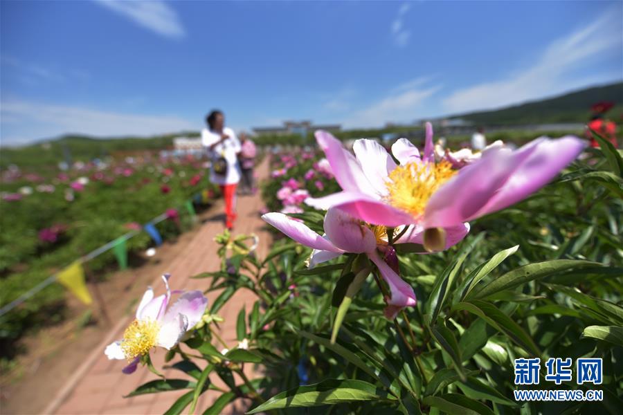 黑龍江牡丹江：芍藥芬芳引遊人