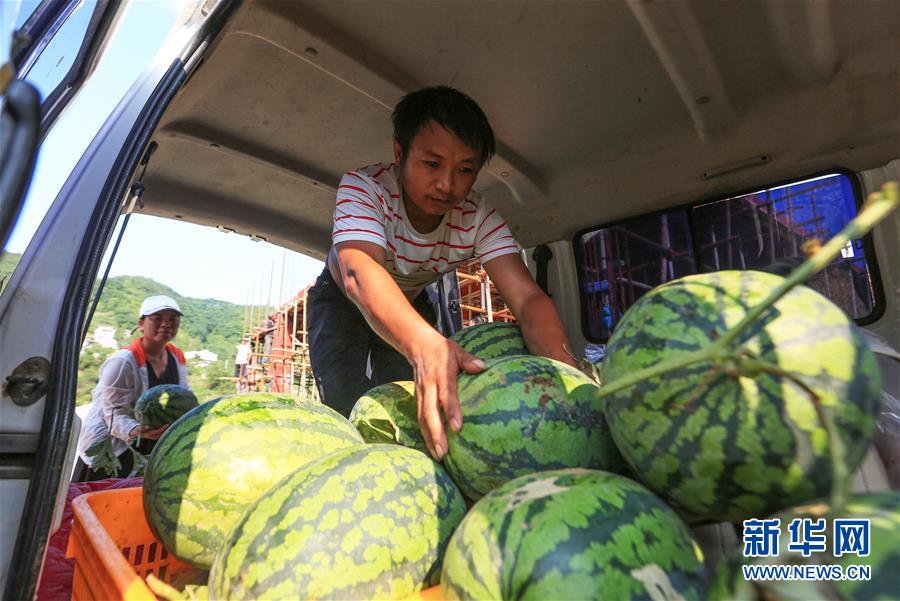 貴州畢節：沙灘西瓜“搶鮮”上市