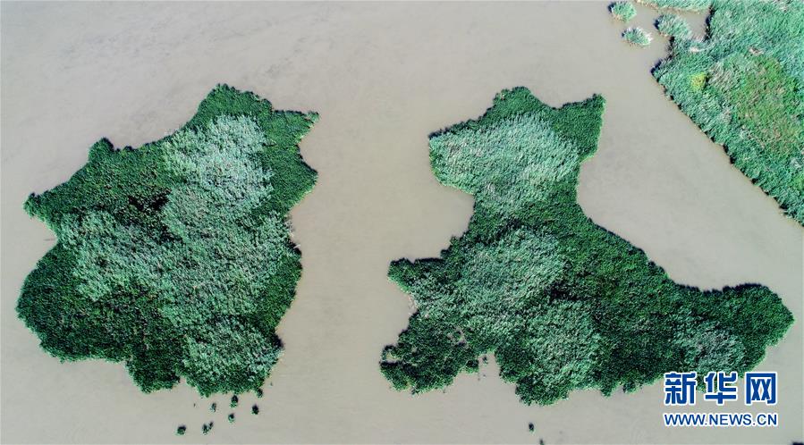 天津：七里海濕地上的畫卷