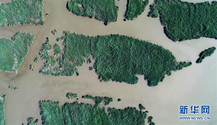 天津：七里海濕地上的畫卷