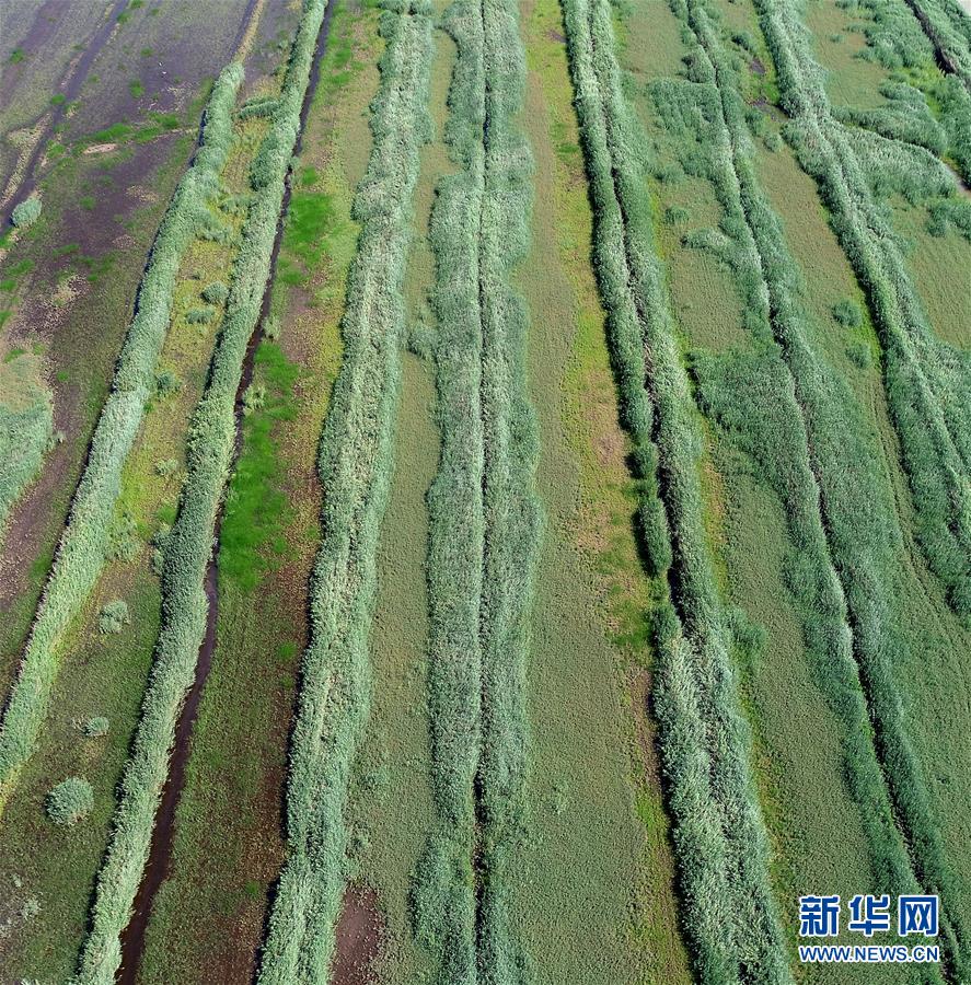 天津：七里海濕地上的畫卷